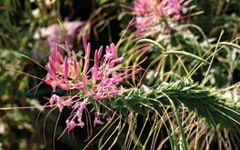 Custom Photography taken by Studio 2108